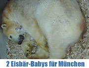 Zwei Eisbär-Babys für „Giovanna“ - am 09.12.2013 stellt sich der Münchner Nachwuchs ein  (©Foto: Tierpark Hellabrunn)